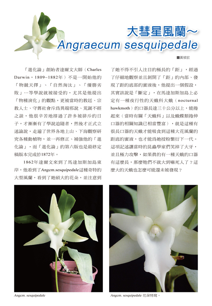 蘭花季刊OK-31-50-19.jpg