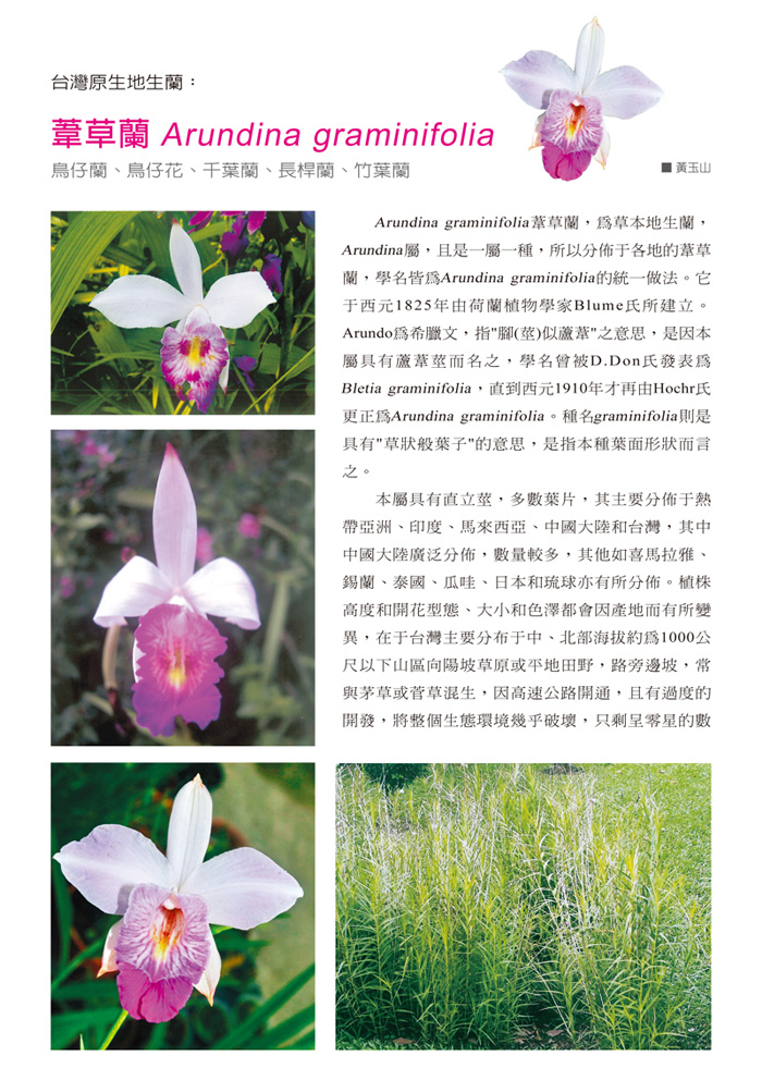 蘭花季刊OK-51-80-4.jpg
