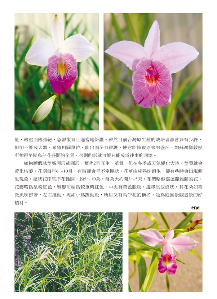 蘭花季刊OK-51-80-5.jpg