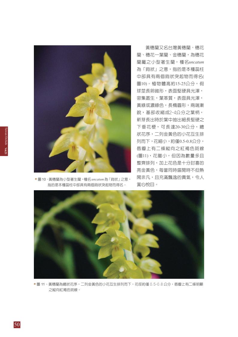 台灣蘭花 第21集 春季刊 內頁_50.jpg