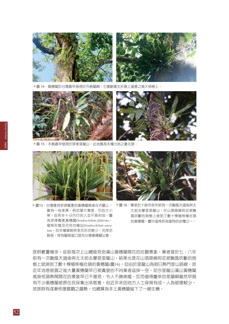 台灣蘭花 第21集 春季刊 內頁_52.jpg