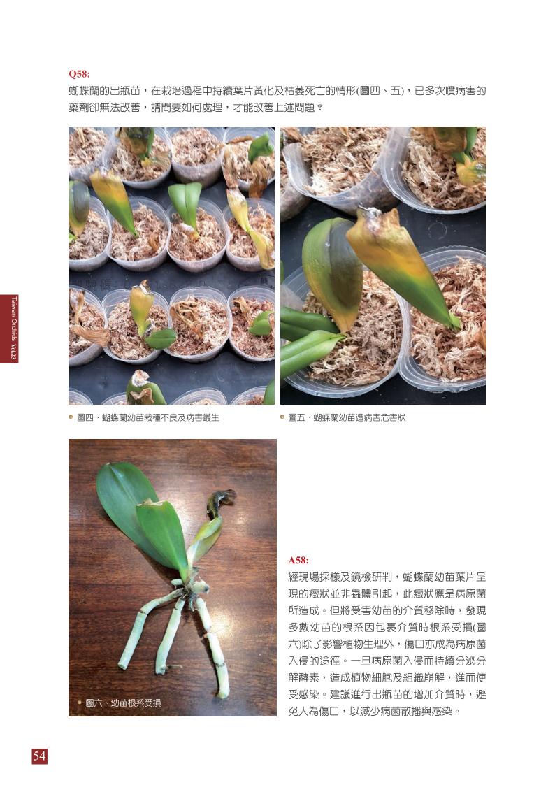 台灣蘭花第23期季 內頁 (1)_54.jpg