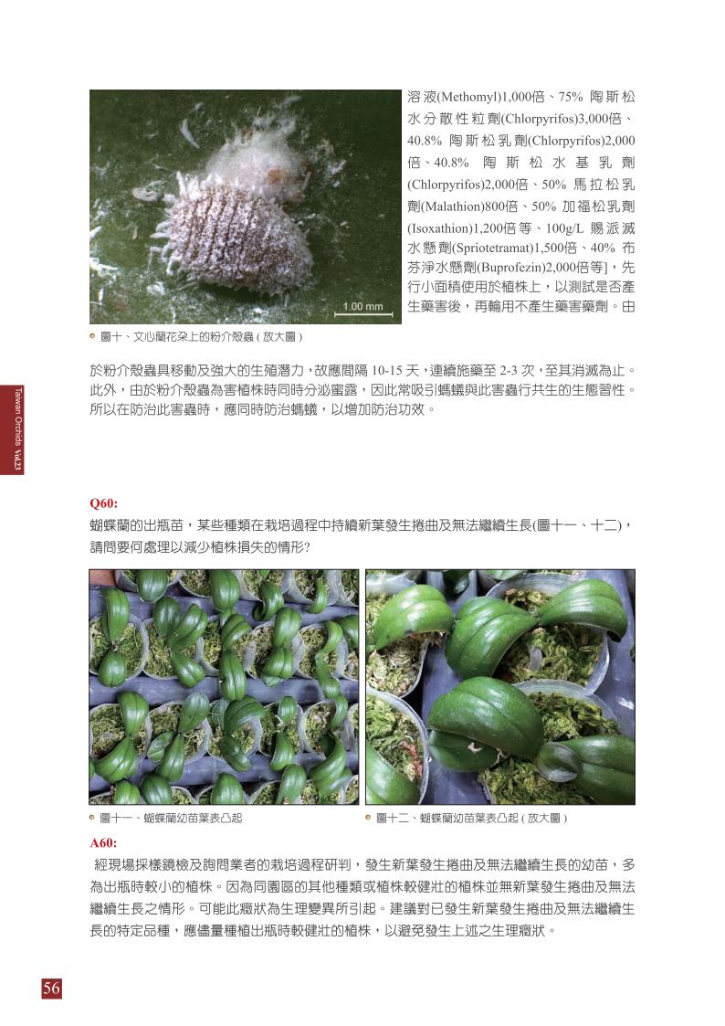 台灣蘭花第23期季 內頁 (1)_56.jpg